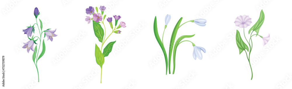 Purple Flower on Green Stem with Leaf as Meadow or Field Plant Vector Set