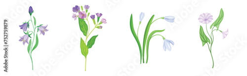 Purple Flower on Green Stem with Leaf as Meadow or Field Plant Vector Set