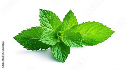 Minty Freshness: Close-Up of a Fresh Mint Leaf Isolated on White Background