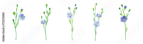 Blooming Flax Flower Plant with Green Stem Vector Set