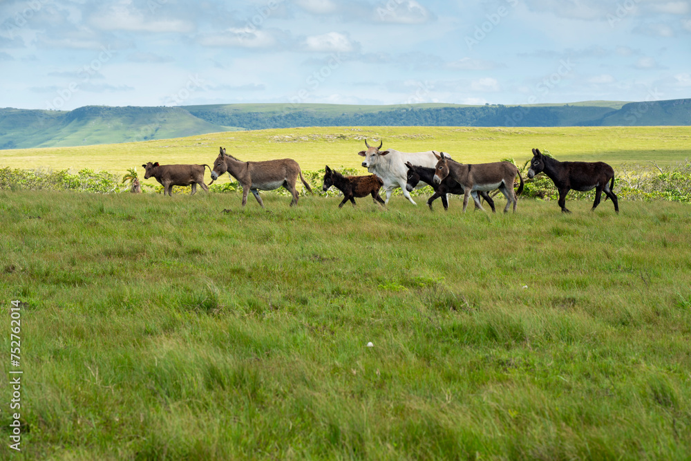The Wild Coast, known also as the Transkei, open veld, fields of grassland and steamy jungle or coastal forests. The rugged and unspoiled Coastline and grasslands and African veld grazing for Nguni ca The Wild Coast, known also as the Transkei, open veld, fields of grassland and steamy jungle or coastal forests. The rugged and unspoiled Coastline and grasslands and African veld grazing for Nguni ca