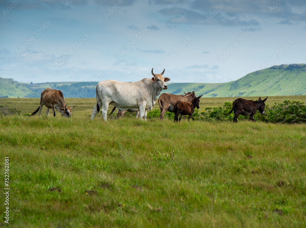 The Wild Coast, known also as the Transkei, open veld, fields of grassland and steamy jungle or coastal forests. The rugged and unspoiled Coastline and grasslands and African veld grazing for Nguni ca The Wild Coast, known also as the Transkei, open veld, fields of grassland and steamy jungle or coastal forests. The rugged and unspoiled Coastline and grasslands and African veld grazing for Nguni ca