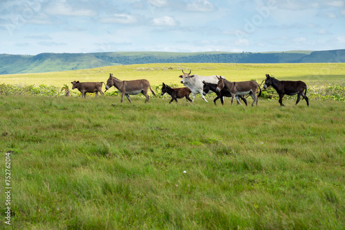 Wallpaper Mural The Wild Coast, known also as the Transkei, open veld, fields of grassland and steamy jungle or coastal forests. The rugged and unspoiled Coastline and grasslands and African veld grazing for Nguni ca Torontodigital.ca
