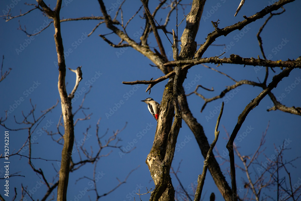 Great spotted woodpecker on a tree. Great spotted woodpecker on a tree.