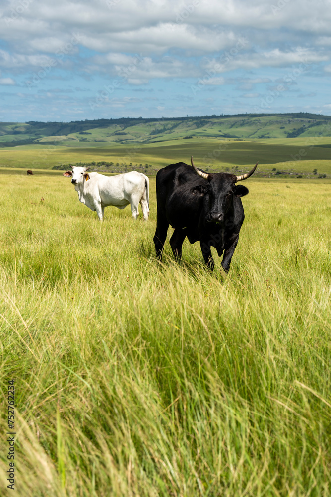 The Wild Coast, known also as the Transkei, open veld, fields of grassland and steamy jungle or coastal forests. The rugged and unspoiled Coastline and grasslands and African veld grazing for Nguni ca