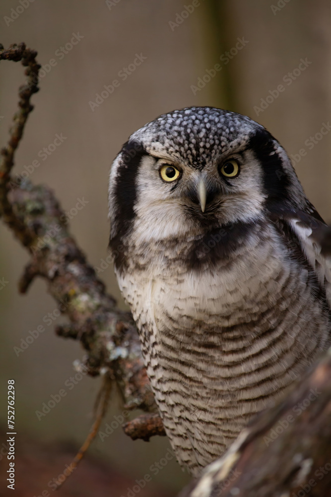 Obraz premium Northern hawk-owl (Surnia ulula).