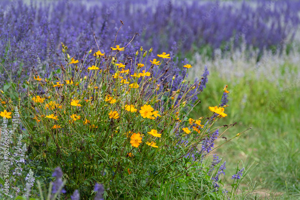 color lavender field. Natural and herbal landscape and yellow daisy