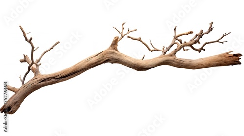 Nature's Elegance: Dry Tree Twig and Branch with Knots Isolated on White