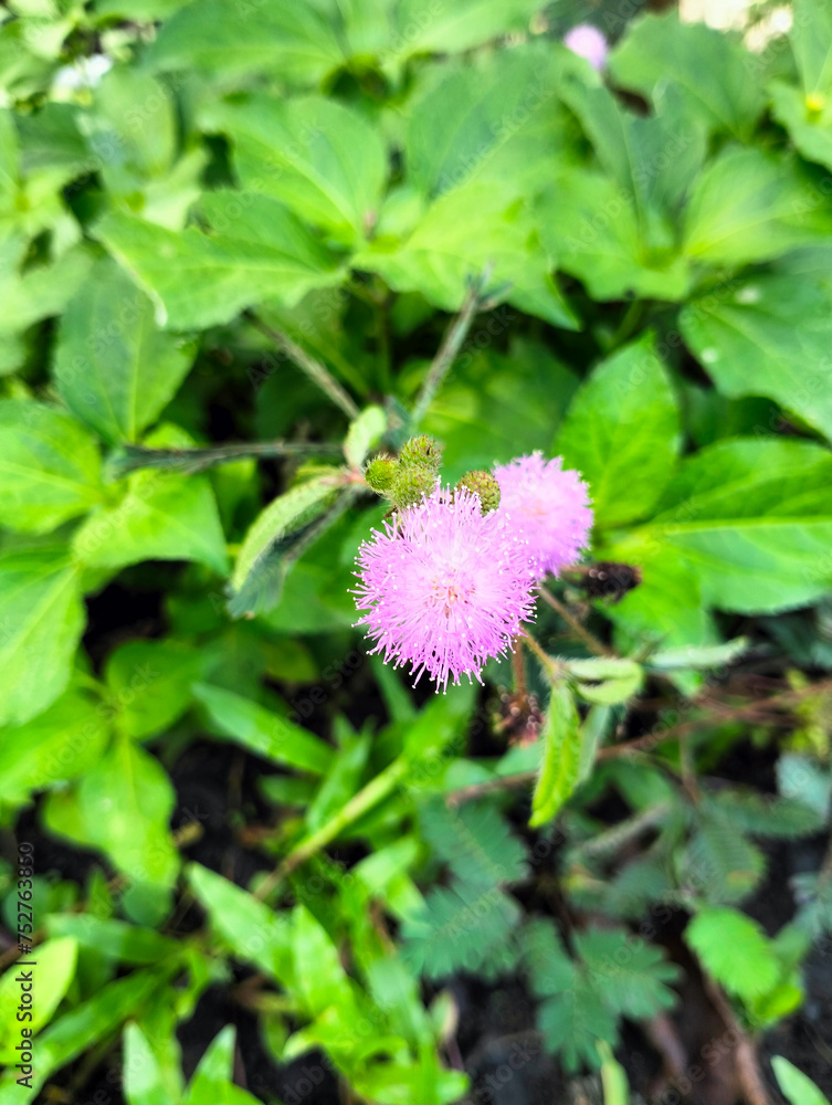 Fototapeta premium Beautiful small flowers that bloom after the rain