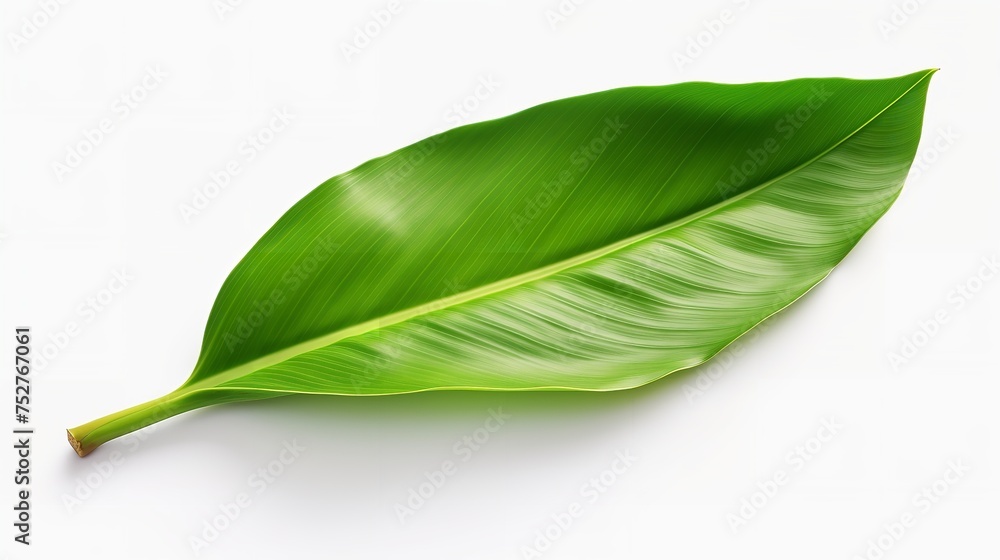 Fototapeta premium Tropical Elegance: Fresh Whole Banana Leaf Isolated on White Background