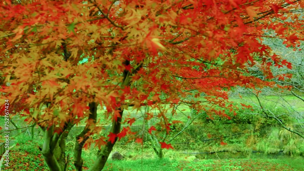 小原地区の四季桜と色づいた紅葉 小原地区の四季桜と色づいた紅葉