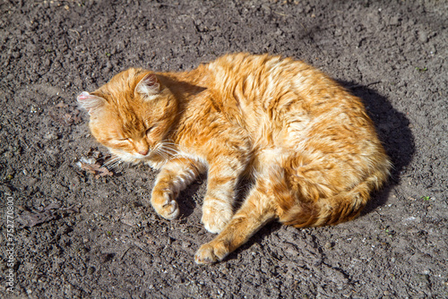 Ginger cat sleeps on the ground on a sunny day. The cat is lying on the ground.