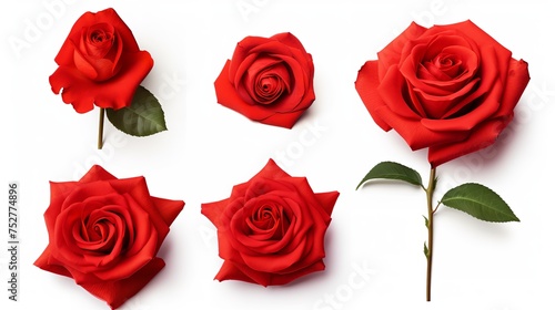 Eternal Passion: Red Rose Set, Flower Close-up Isolated on White photo