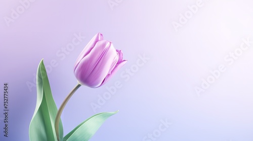 Tranquil Elegance: Serene Purple Tulip Flower on Light Background (8K) photo