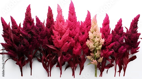 Vibrant Amaranthus: Set of Amaranthus Tricolor in PNG (8K Ultra) photo