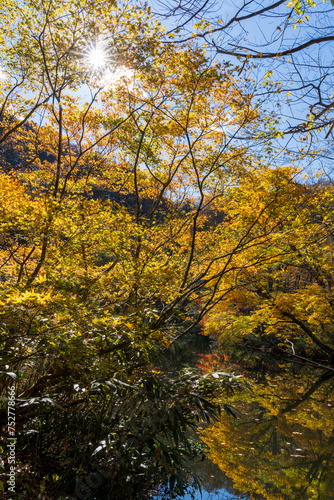 紅葉真っ盛りの医王山県立自然公園