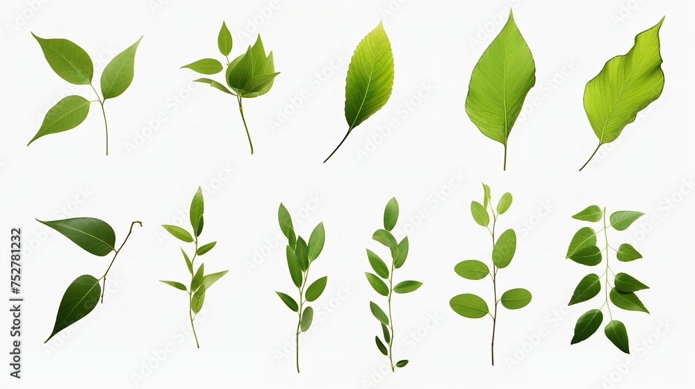 Botanical Elegance: Set of Small Green Leaves Isolated on White (8K Ultra) Botanical Elegance: Set of Small Green Leaves Isolated on White (8K Ultra)