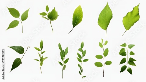 Botanical Elegance: Set of Small Green Leaves Isolated on White (8K Ultra)