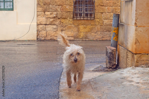 Funny curly dog on the streets of Gozo, Malta photo