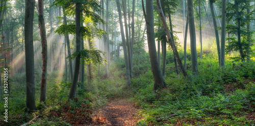Panorama of Natural Beech Forest with Sunbeams through Morning Fog