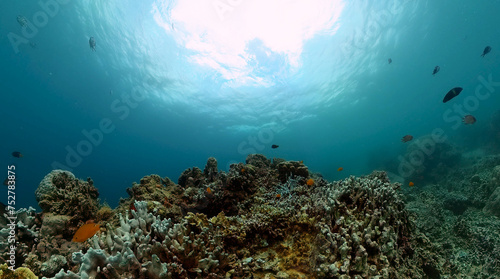 Colorful tropical fish and corals. Underwater world with tropical fish.