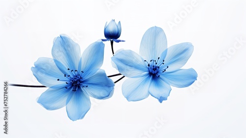 Ephemeral Beauty: Spring Blue Flower Isolated on White Background"