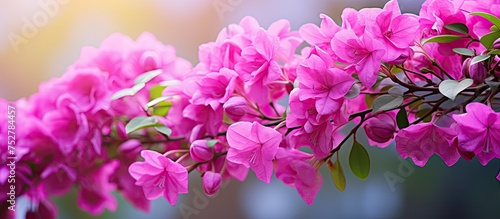 Delicate Pink Blossoms Adorn a Lush Tree Branch in a Serene Spring Setting
