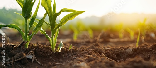 Vivid Green Plants Flourishing in Lush Field Under Bright Sunlight