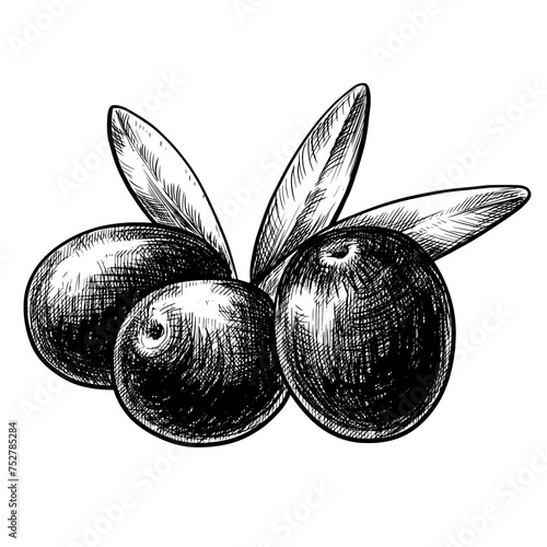 Olive black vintage vector sketch