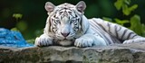 Majestic White Tiger Relaxing on a Sunlit Rock in the Wilderness