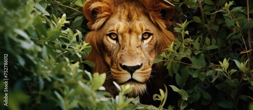 Majestic Lion Camouflaged in Dense Foliage Waiting for Prey in Wildlife Habitat