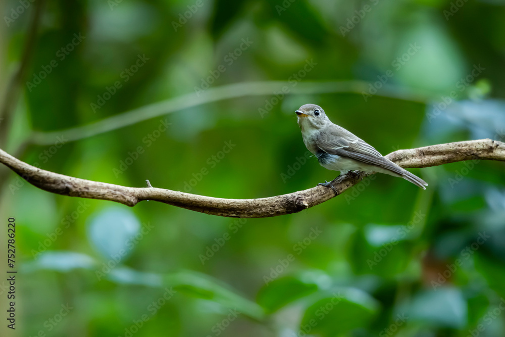 Asian Brown Flycatcher on a branch Asian Brown Flycatcher on a branch