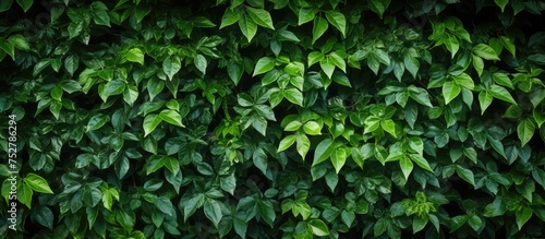 Vivid Green Plant with Lush Leaves and Fresh Foliage in Natural Setting