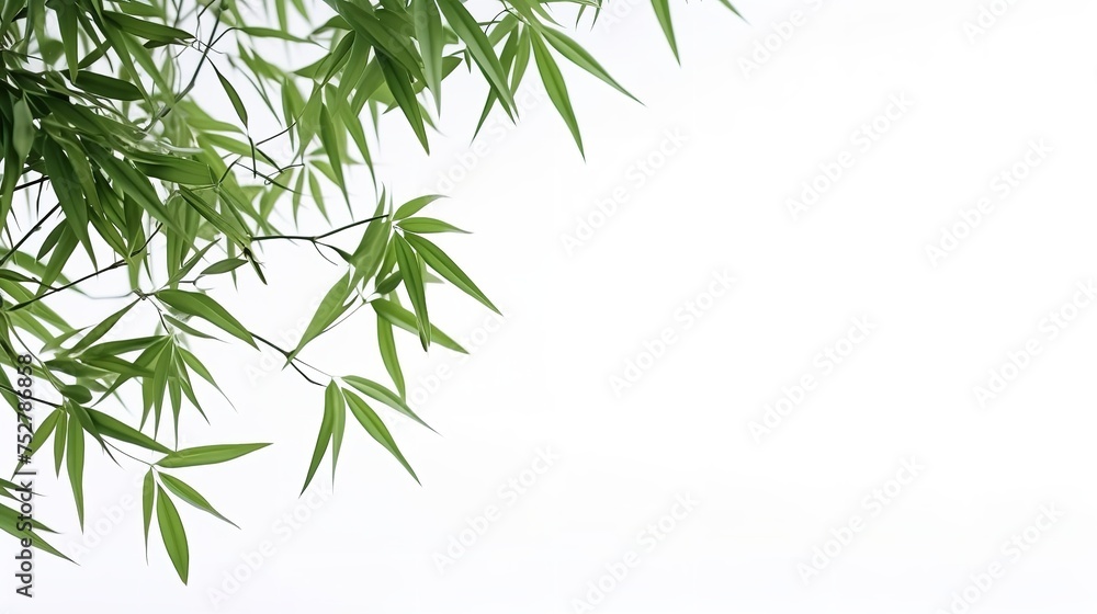 Fototapeta premium Elegance in Simplicity: Bamboo Leaves on White Background