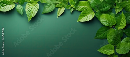 Vibrant Green Leaves Contrast with Moody Dark Background for Nature Inspired Design Concept
