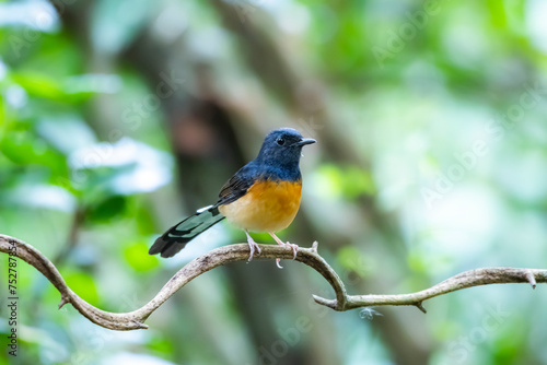 White-rumped shama on a branch in nature