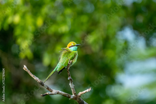 Colorful Green Orange and Blue Bee-Eater perches on a branch whilst searching its next meal, Sri Lanka