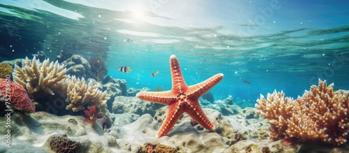 Colorful Starfish Glides gracefully amidst Vibrant Underwater Coral Reef Ecosystem