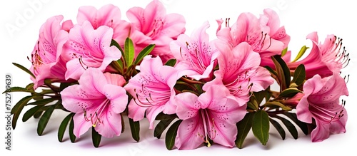 Elegant Pink Flowers Blossom on Clean White Background  Symbolizing Grace and Purity