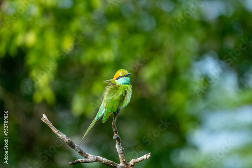 Colorful Green Orange and Blue Bee-Eater perches on a branch whilst searching its next meal, Sri Lanka