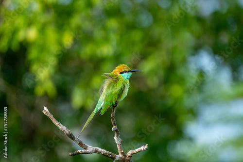 Colorful Green Orange and Blue Bee-Eater perches on a branch whilst searching its next meal, Sri Lanka