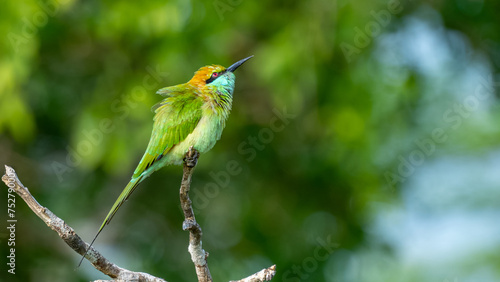 Colorful Green Orange and Blue Bee-Eater perches on a branch whilst searching its next meal, Sri Lanka