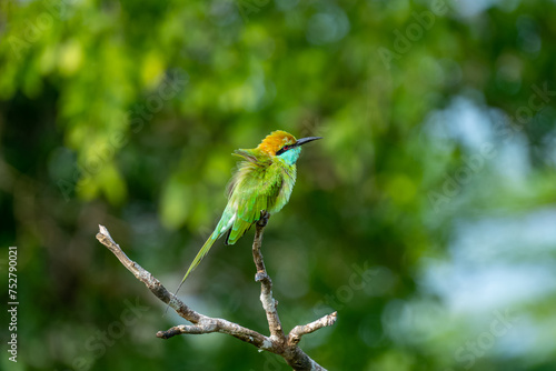 Colorful Green Orange and Blue Bee-Eater perches on a branch whilst searching its next meal, Sri Lanka
