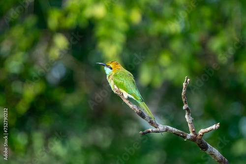 Colorful Green Orange and Blue Bee-Eater perches on a branch whilst searching its next meal, Sri Lanka