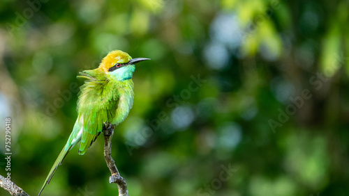 Colorful Green Bee-Eater Perches on a branch whilst searching for its next meal, Sri Lanka