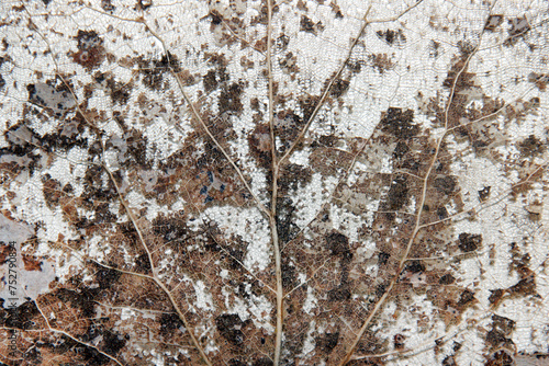 Background texture of an old decomposed leaf with ribs and veins left after winter