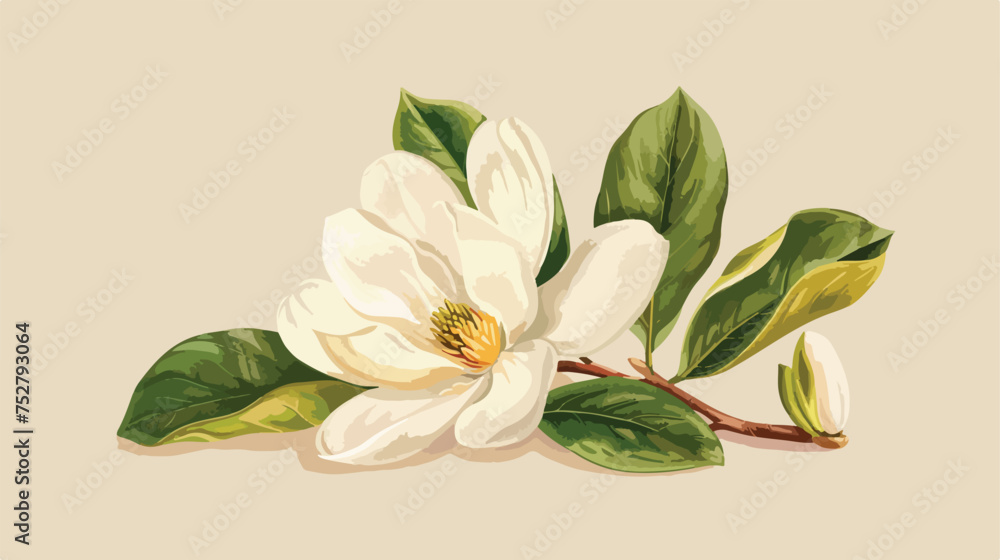 Genus Magnolia L. Magnolia vintage illustration. flat