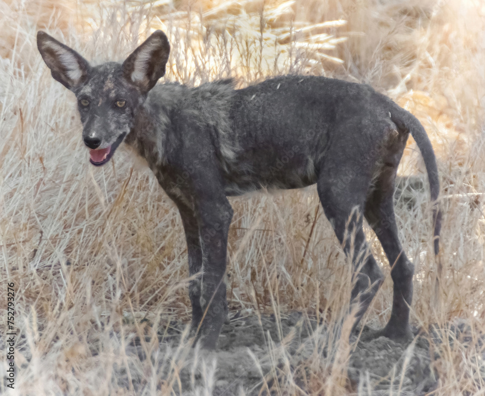 Young Coyote with very dark fur, possibly recovering from mange (skin disease). Round Valley Regional Preserve, Contra Costa County, California. Young Coyote with very dark fur, possibly recovering from mange (skin disease). Round Valley Regional Preserve, Contra Costa County, California.