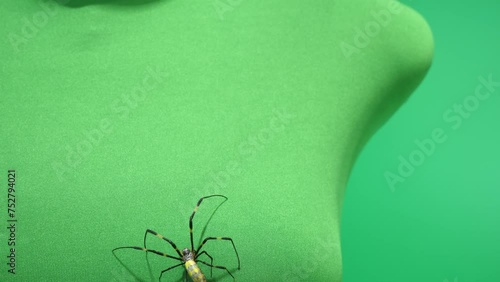 糸を出しながら上へ登っていくジョロウグモ