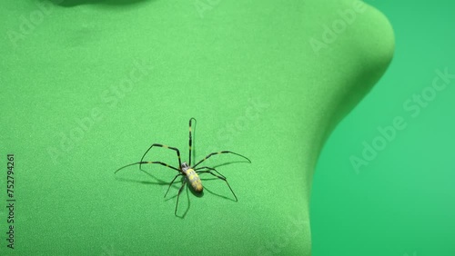 マネキンの胸元から顔の方へと這いあがってくるジョロウグモ